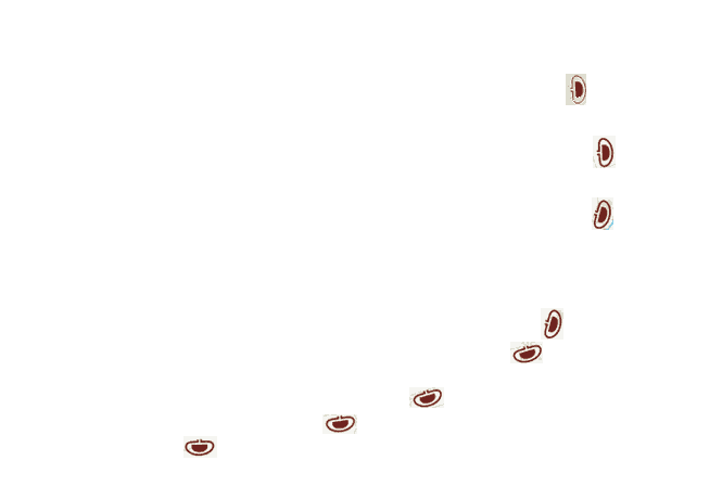 Schematy Obiektow - Twierdza Chełmno - Forty piechoty